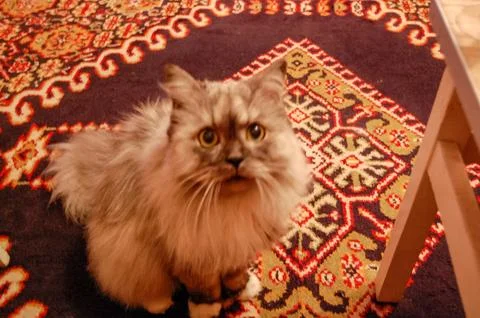 Fluffy Long-Haired Gray Cat Sitting on Patterned Rug- Stock Photos
