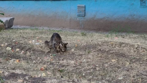 Fluffy Long-Haired Tabby Cat Eating on Dry Grass Outdoors Stock Footage 314999203
