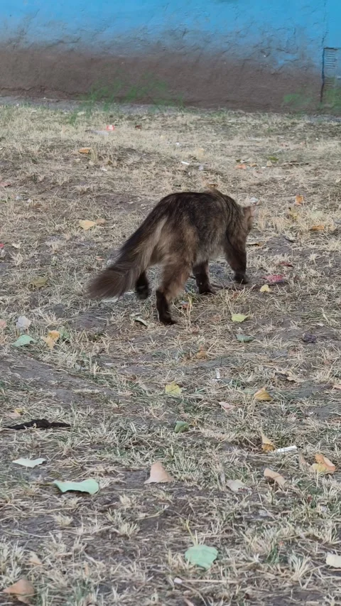 Fluffy Long-Haired Tabby Cat Walking on Dry Autumn Grass Stock Footage 315085913