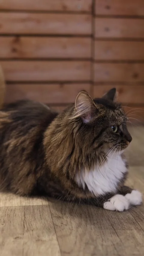 Fluffy long haired tabby cat rests calmly on floor and watches nearby Vídeos de archivo 346974478