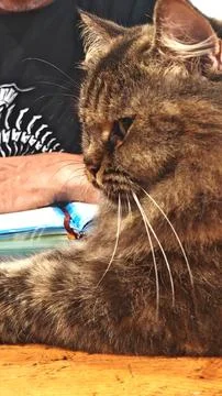 Fluffy Long?Haired Cat Beside Owner Stockfoto's