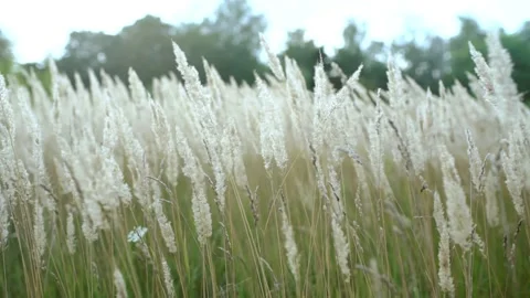 Fluffy luminous spikelets of dry grass in a meadow at sunset sway in the wind Video stock 186949764
