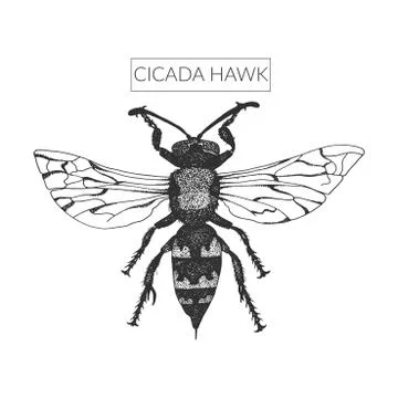 Fluffy macro drawn cicada killer in full length Stock Illustration