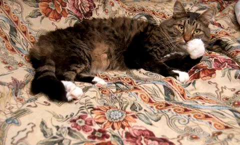 A fluffy main coon kitty cat licking his paws on a big blanket on a bed Stock Photos