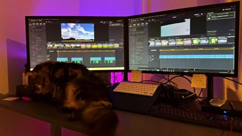 Fluffy Maine Coon Cat Lying on Desk in Front of Dual Monitor Video Editing Setup Stock Footage 333312064