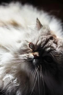 Fluffy Majesty Foto stock