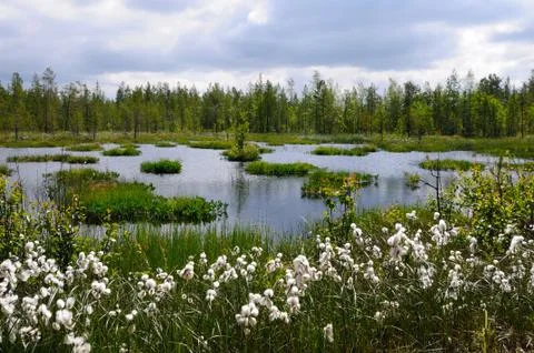 Fluffy marsh Stock Photos