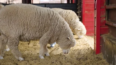 Fluffy Merino Sheep Foraging on Sandy Barn Floor Next to Red Door at Anseong Stock Footage 333427474