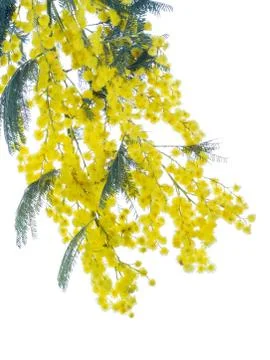 Fluffy mimosa Foto stock