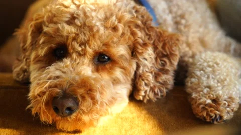 Fluffy Mini Goldendoodle Getting Sleepy in 4k Vídeos de archivo 152772496