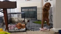 Dog climbing outlet out of pen