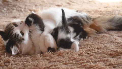 Fluffy mom cat licks and plays with her newborn black and white kitten on the 스톡 동영상 125437268