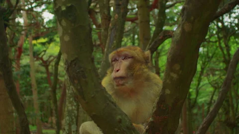 A fluffy monkey, Berber macaque, in the wilderness, surrounded with dense Stock Footage 310755106