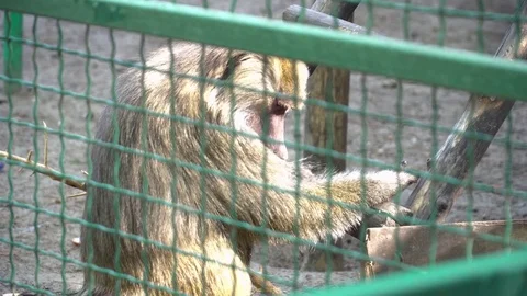 Fluffy monkey in the cage in the zoo Stock Footage 76089254