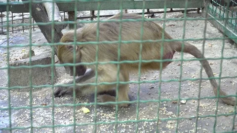 Fluffy monkey eating in the cage in the zoo Stock Footage 76089337