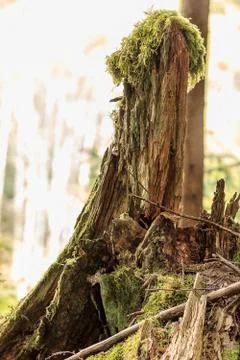 Fluffy moss covered trunks splinter and dry in summer Stock Photos