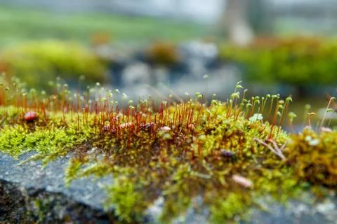 Fluffy moss on the stone macro. Stock Photos
