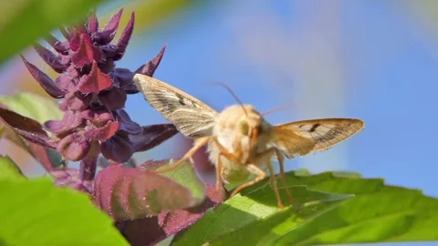 Fluffy moth Insect Pollinate A Basil Spice Herb Flower. Slow Motion Video stock 216141942