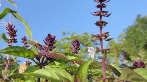 Fluffy moth Insect Pollinate A Basil Spice Herb Flower. Slow Motion Video stock 216145928
