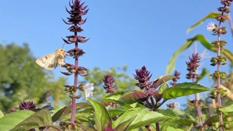 Fluffy moth Insect Pollinate A Basil Spice Herb Flower. Slow Motion Stock Footage 216152471