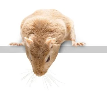 Fluffy mouse looking down Stock Photos