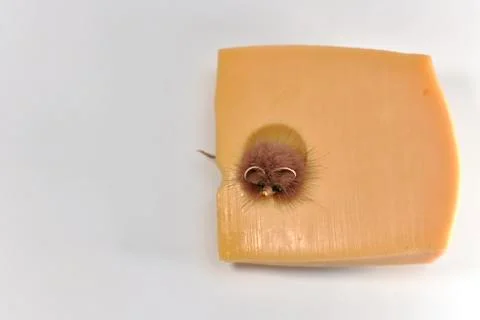 Fluffy mouse peeks out of a round cheese hole, against a light background. Stock Photos