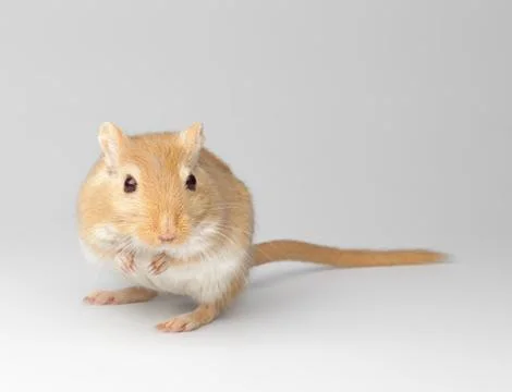 Fluffy mouse Stock Photos