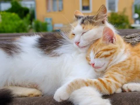 Fluffy multi-colored mom cat gently hugs a red kitten. Parental love of animals. Stock Photos