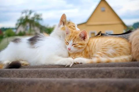 Fluffy multi-colored mom cat gently hugs a red kitten. Parental love of animals. Stock Photos