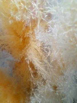 Fluffy multi-colored surface. Color fluffy background. colored fluff Stock Photos