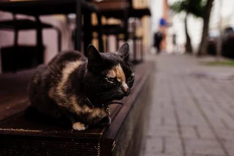 Fluffy multicolored cat Stock Photos