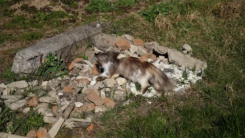 A fluffy multicolored cat sneaks up and slowly steps  on stones and bricks 動画素材 128299536