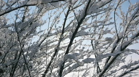 Fluffy New Snow Lite and Feathery in Small Tree Branches with Sun Cinematic Stock Footage
