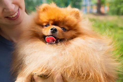 Fluffy one year old spitz dog in arms of his owner. smiling spitz puppy Stock Photos