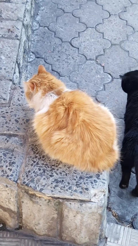 Fluffy Orange and White Cat Sitting on Textured Grey Stone Pavement Stock Footage 339076450