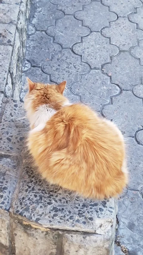 Fluffy Orange and White Cat Sitting Outdoors on Patterned Grey Stone Walkway Stock Footage 339079734