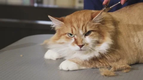 Fluffy orange cat being groomed by a caring veterinarian Stock Footage 311983904