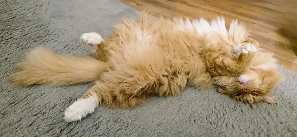Fluffy orange cat lounging playfully on soft gray rug indoors Stock Photos