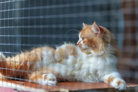 Fluffy Orange Cat Lying Down Relaxing Inside Wire Cage 스톡 사진