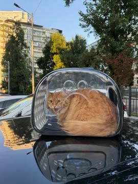 A fluffy orange cat is sitting inside a transparent plastic carrier Stock Photos