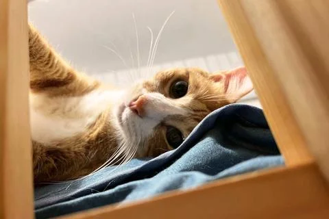Fluffy orange cat squints while lying on the bed Stock Photos