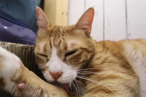 Fluffy orange cat squints while lying on the bed  licking hair Stock Photos
