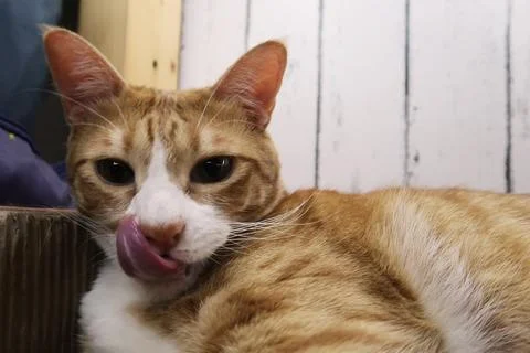 Fluffy orange cat squints while lying on the bed licking hair Stock Photos
