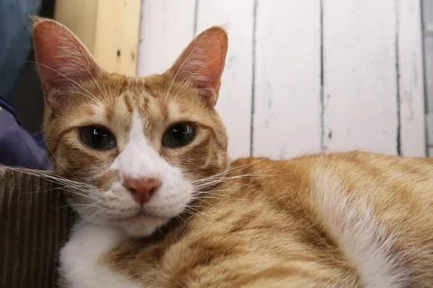 Fluffy orange cat squints while lying on the bed in the rays of the morning sun. Stock Photos