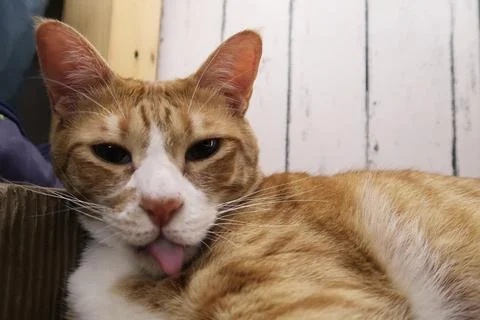 Fluffy orange cat squints while lying on the bed  licking hair Stock Photos