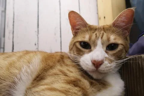 Fluffy orange cat squints while lying on the bed in the rays of the morning sun Stock Photos