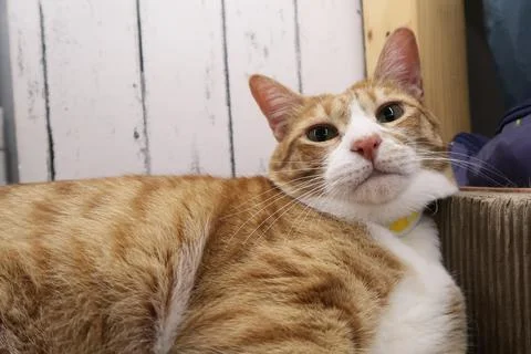 Fluffy orange cat squints while lying on the bed in the rays of the morning sun. Stock Photos