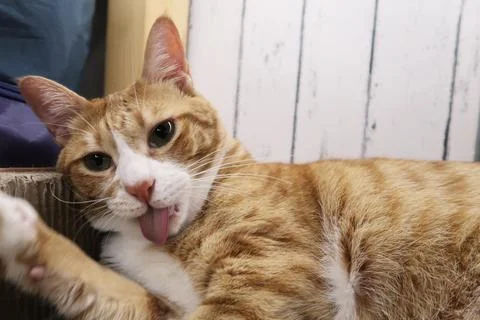 Fluffy orange cat squints while lying on the bed  licking hair Stock Photos