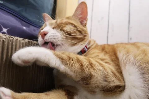 Fluffy orange cat squints while lying on the bed  licking hair 스톡 사진
