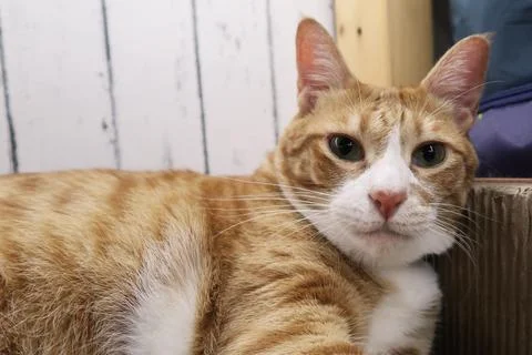 Fluffy orange cat squints while lying on the bed in the rays of the morning sun. Stock Photos